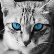 郑燊明的个人资料头像