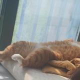 晚期吸猫症患者头像