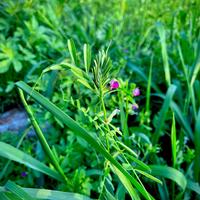 魔法香瓜pYK头像