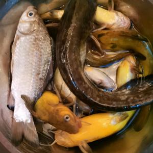 野钓拉链哥头像