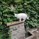 懂懂带橘猫头像