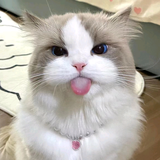 牛肉干呀头像