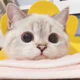 热爱生活的生物头像