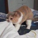 吃不动了本尊的个人资料头像