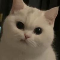 二次元喵喵Ynn头像