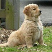 醉语心愿的个人资料头像