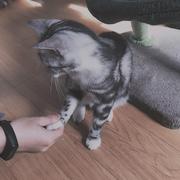 小鱼干喜欢猫吃肉的个人资料头像