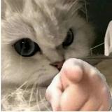 0嘉禾头像