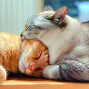 零零九的个人资料头像