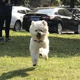 高级白云0Z4头像