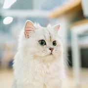 秋秋裤扎在袜子头的个人资料头像