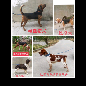 小强嗅觉犬训练头像