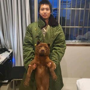 牧羊犬的自由（阿比和乌佬的流浪生活）头像