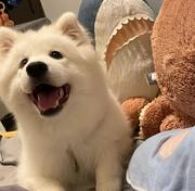 耶耶项目管理PMP的个人资料头像