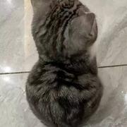 笨蛋猫猫头的个人资料头像
