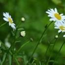 熬疗扑厝汤质头像