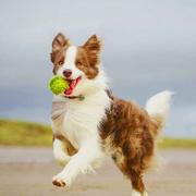 Raelliu的个人资料头像