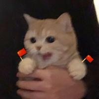 夹心小饼干130头像