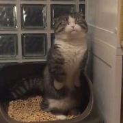 前端控的个人资料头像