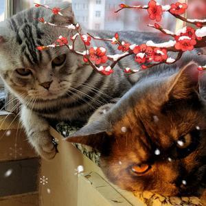 猫兄弟自媒体头像