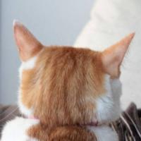 家文是个小透明头像