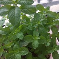 未置可否265头像