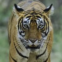 用户61843372480头像