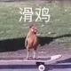 兰博鲲头像