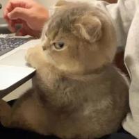 开飞机的舒克弟弟头像