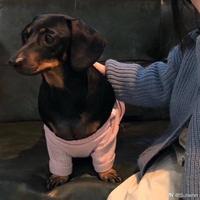 清爽星星ANT头像