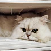 藏青的个人资料头像