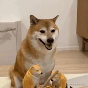 doubledogs的个人资料头像