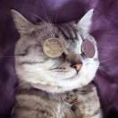 菠萝太好吃啦的个人资料头像