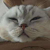 提小莫和妮蔻头像