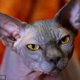 屌丝比鲁斯头像