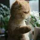 fatcat同志的个人资料头像