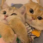 仿佛若有光137的个人资料头像