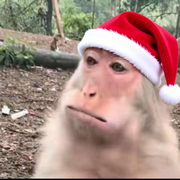 漂洋过海来看你啊的个人资料头像