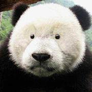 untiredPanda的个人资料头像