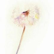 婉球儿的个人资料头像