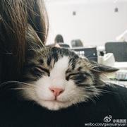 会编程的考拉的个人资料头像