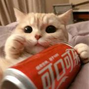 一只糕的个人资料头像