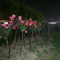 家电服务网店头像