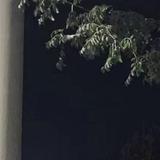 番茄294264763065960头像