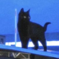 跳伞的黄瓜头像