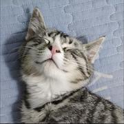 ZephyrCoding的个人资料头像