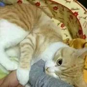 孤人自嘲的个人资料头像