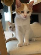 chuxiaimpala的个人资料头像