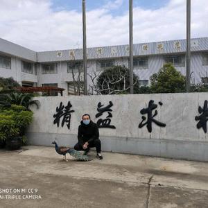 温州瑞达枕式包装机头像