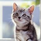 Ninolc的个人资料头像